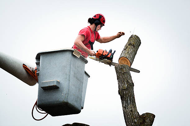 Winchester, VA Tree Services Company